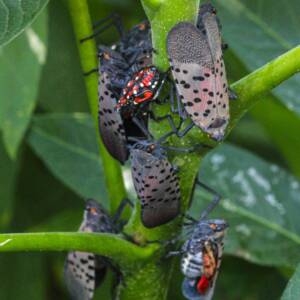 spotted lantern fly